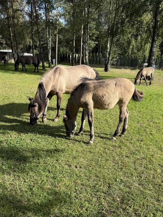 Koniki polskie źrebaki.