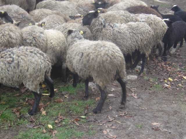 Романівські барани на м'ясо!!!