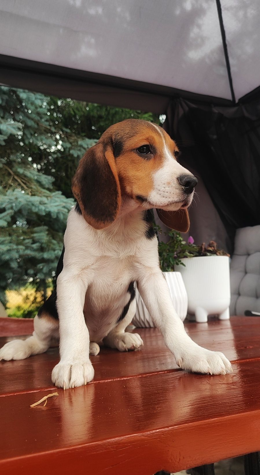 Piękne Szczenięta Beagle  • GOTOWE DO ODBIORU •