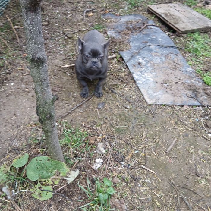 Голубые француженки 6 мес