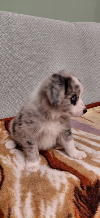 Sprzedam pieska Border Collie
