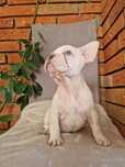 Buldog Francuski- Suczka- Kremowa