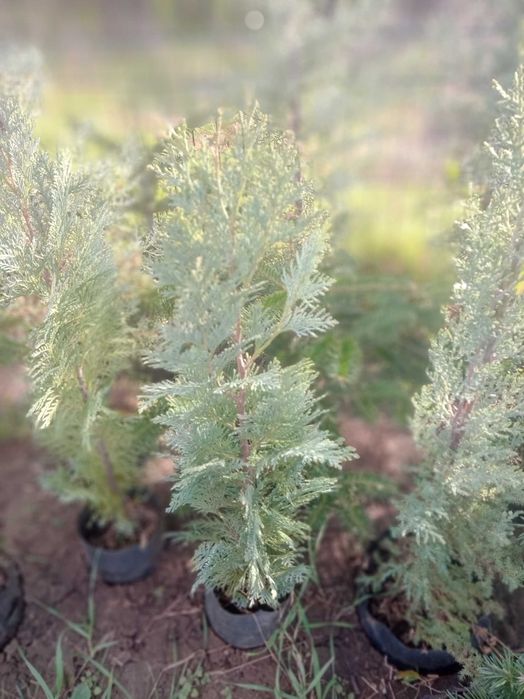 Кипарис аризонский