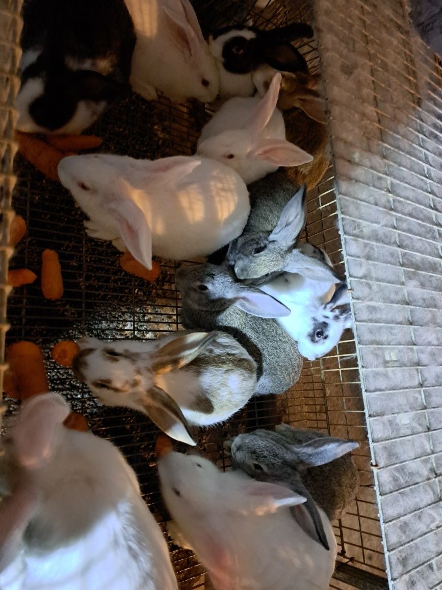 Coelhos caseiros
