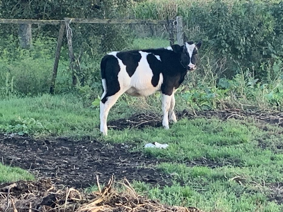 Продам в добрі руки