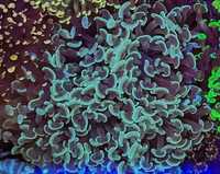 Euphyllia paraancora niebieska/mietowa koralowiec lPS
