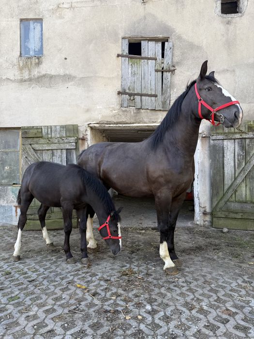 Klacz śląska FIGA  programowa z zrebakiem