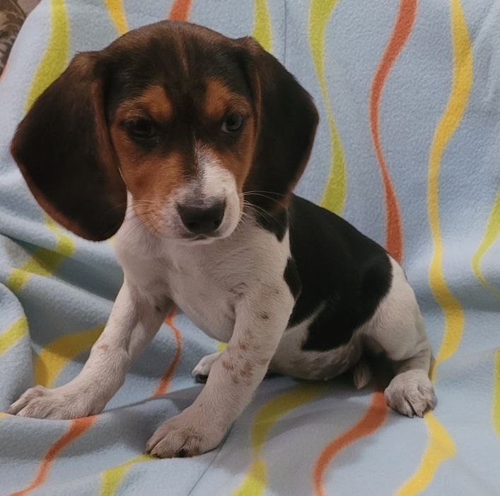 Beagle tricolor femea