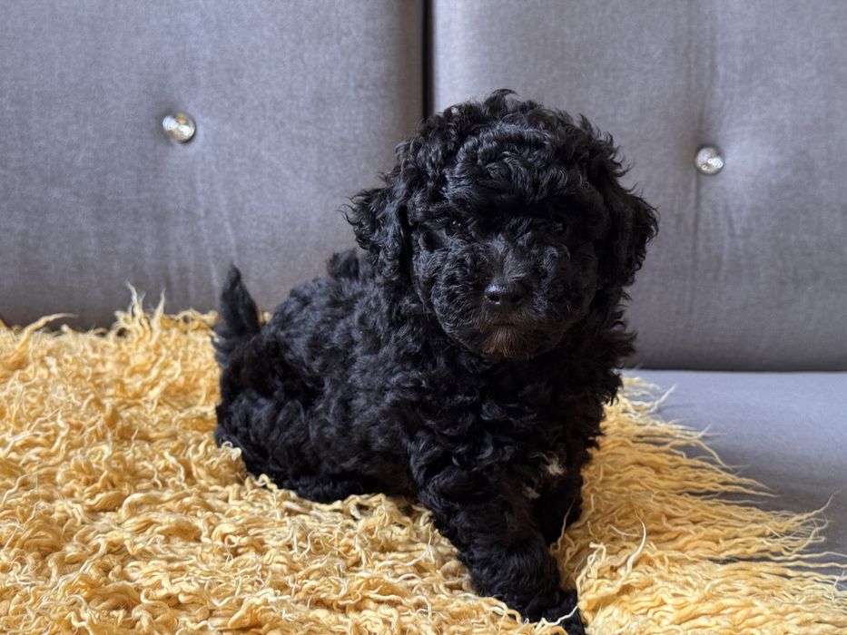 Bichpoo chłopiec gotowy do odbioru