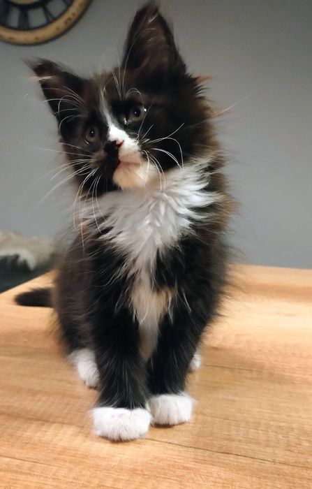 Domino uroczy chłopak Maine coon