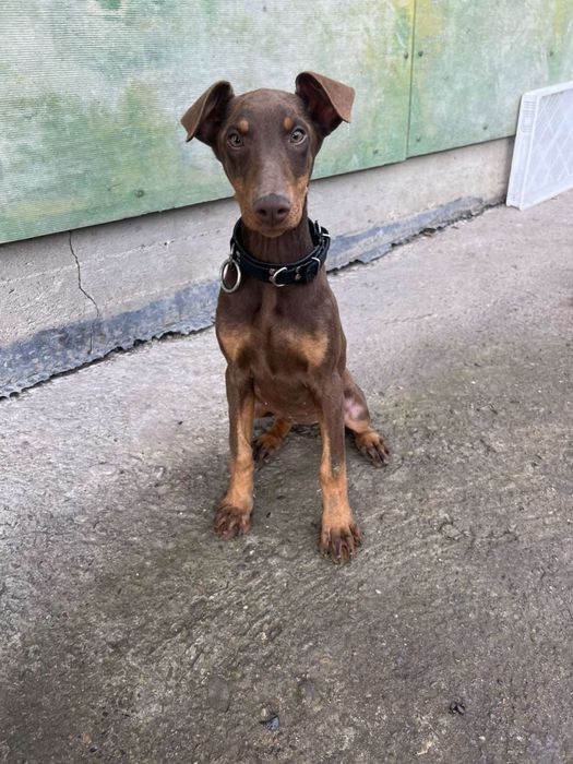 У продажі дівчинка  цуценя Добермана шоколадного кольору.