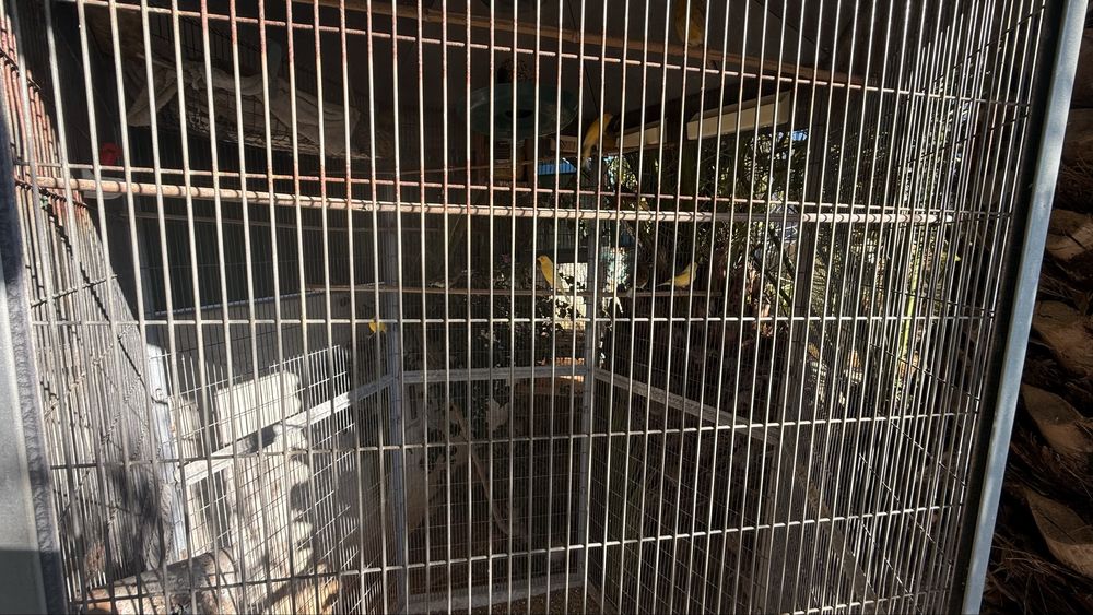 Agarponis Roseicollis(20)+ Periquitos (10)