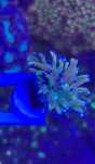 Corais euphyllias chalice e sps acropora milleopora pink