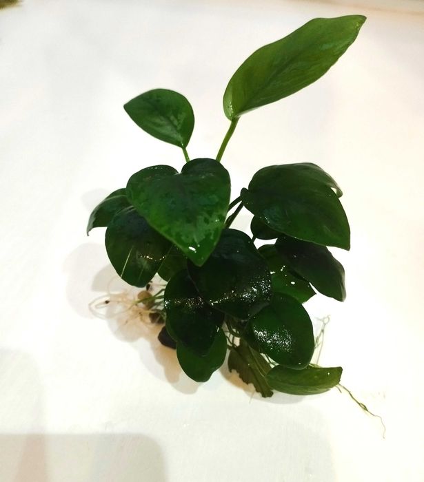 Растение для аквариума. Анубиас (Anubias).