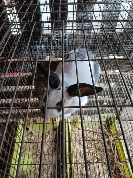 Vendo coelhos caseiros