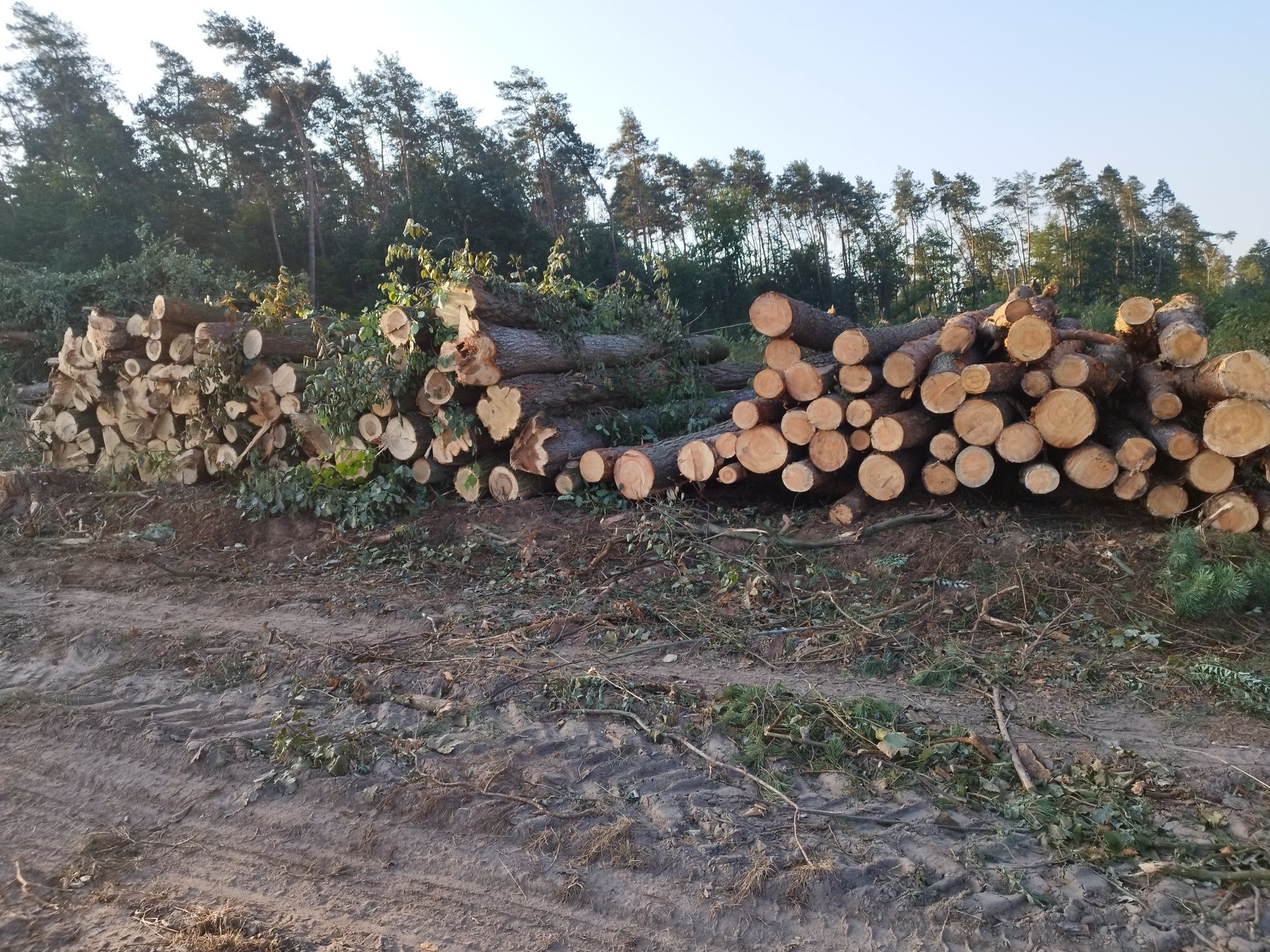 Wycinka drzew lasu wycinanie skup drewna pilarz drwal