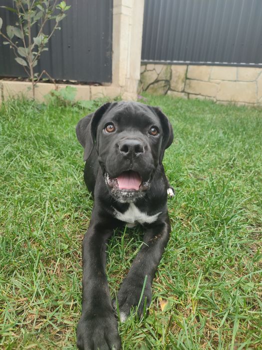 Дівчинка кане корсо