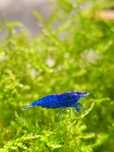 Neocaridina Blue dream