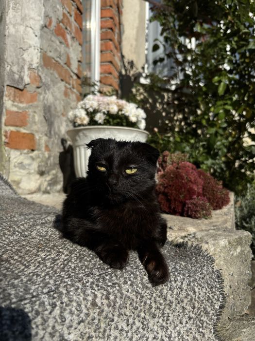 Кошенята дівчатка в добрі руки