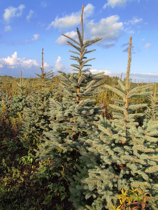 Choinki świąteczne