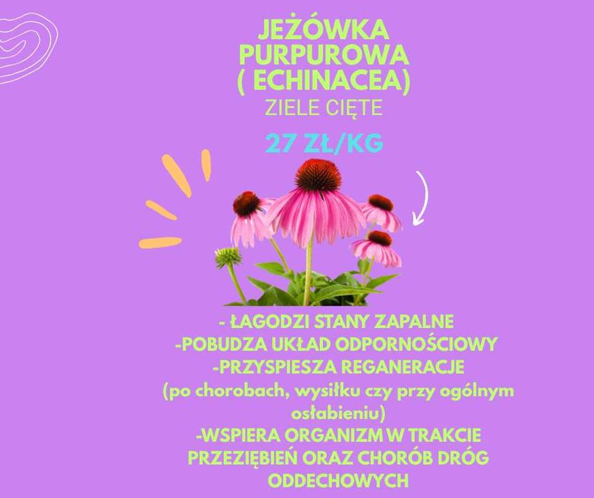 JEŻÓWKA PURPUROWA (echinacea) -1kg