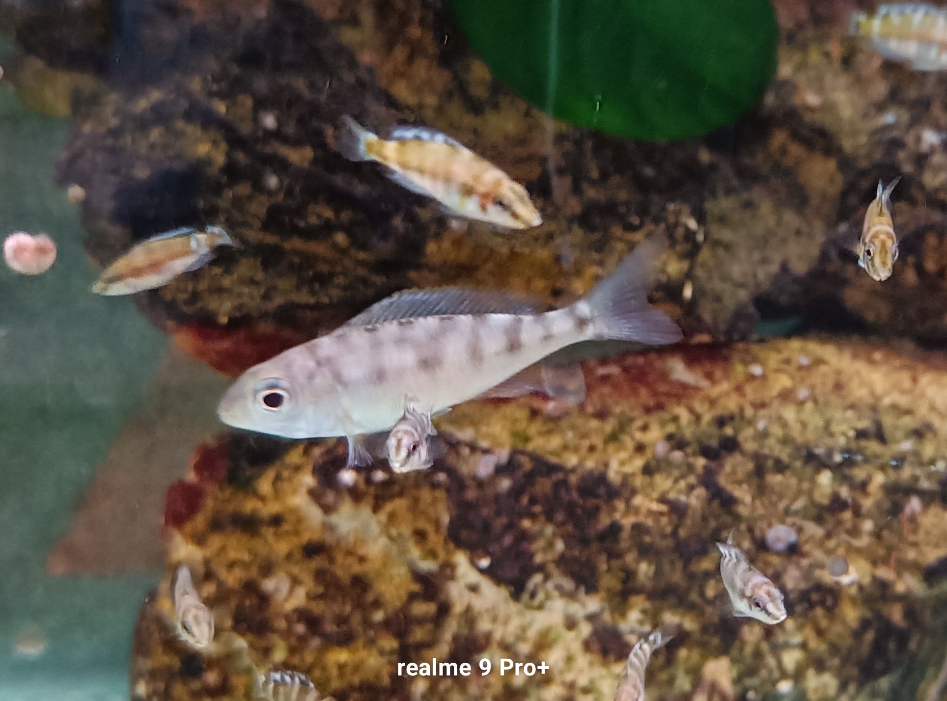 Cyathopharynx foai sibwesa