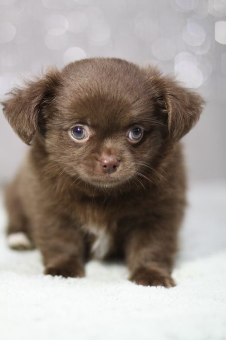 *** Chihuahua czekoladowa długowłosy**