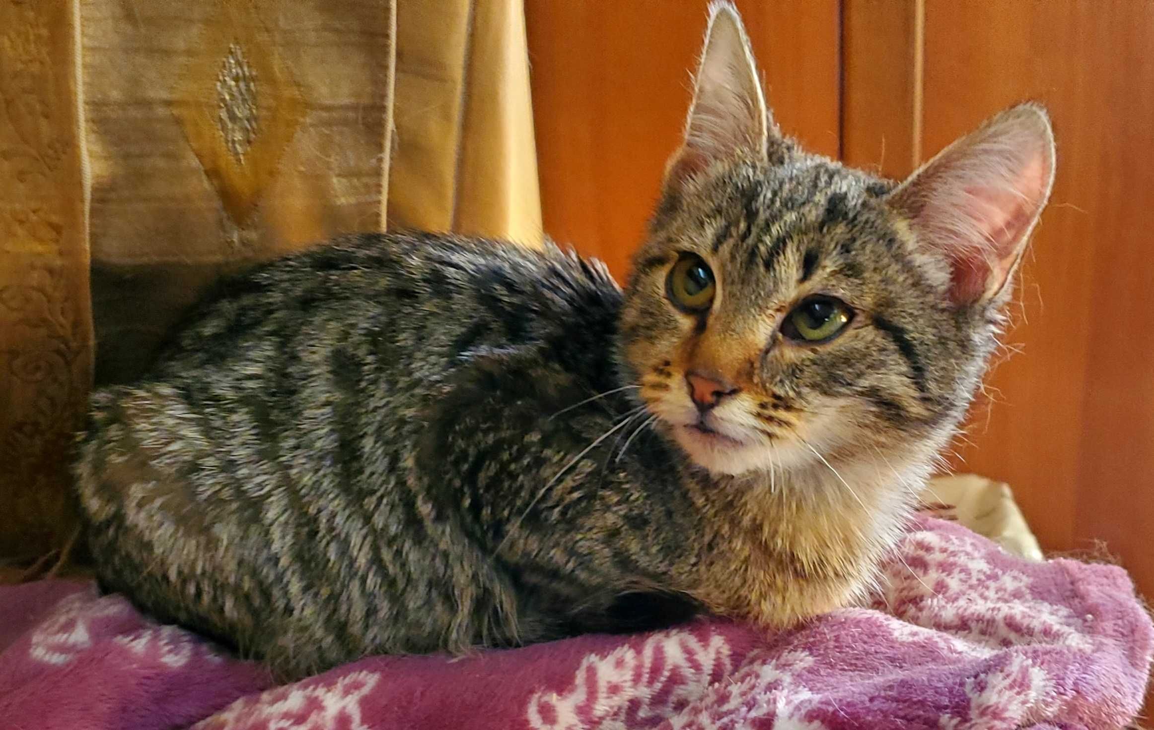 Котеночек Веня, 5 месяцев