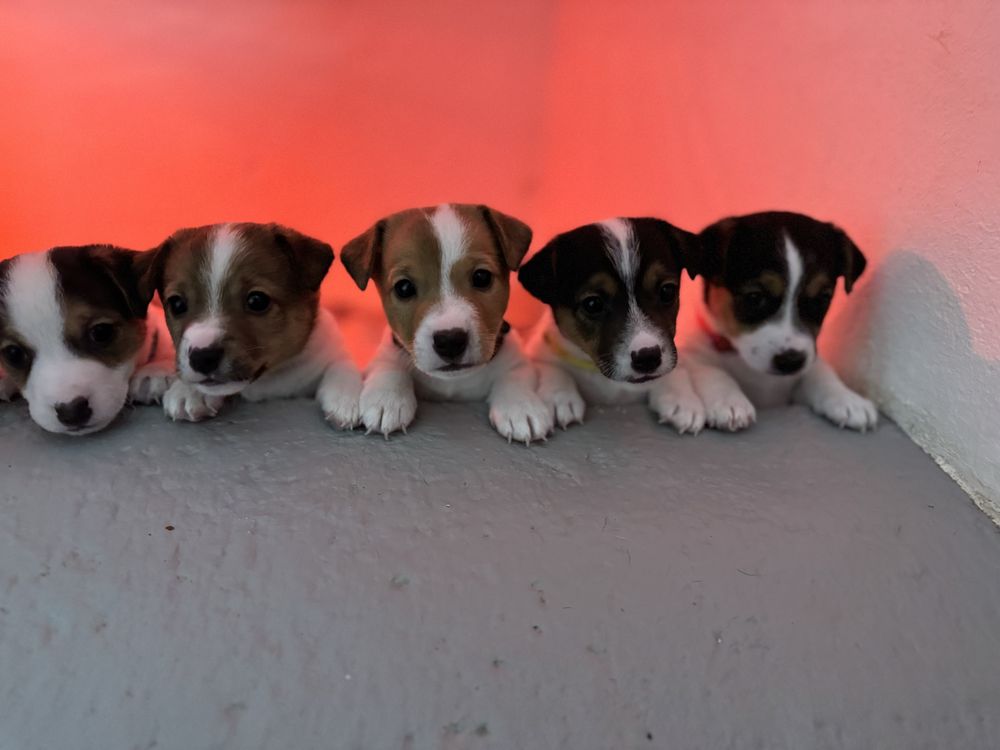 Jack Russel Terrier