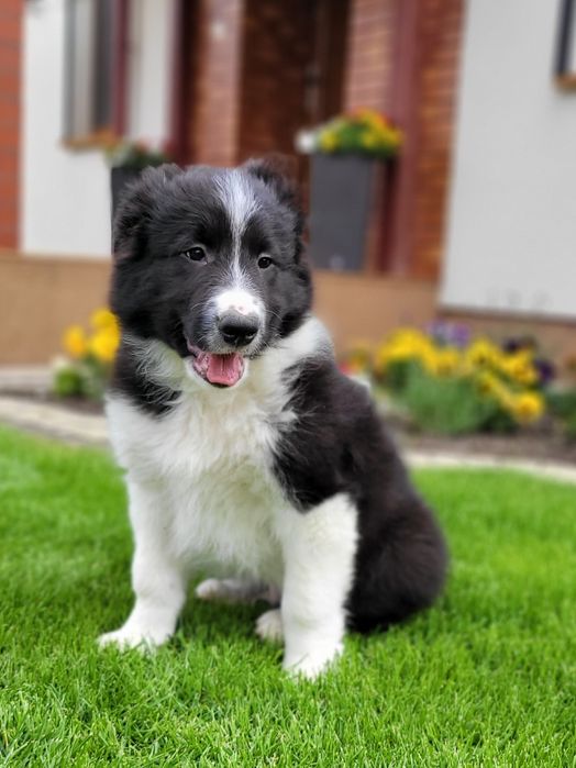 Border Collie Śliczny Piesek