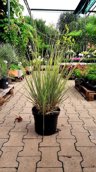 Trawa pampasowa "Gold Mini Pampas", złoto-zielone liście, nowość!