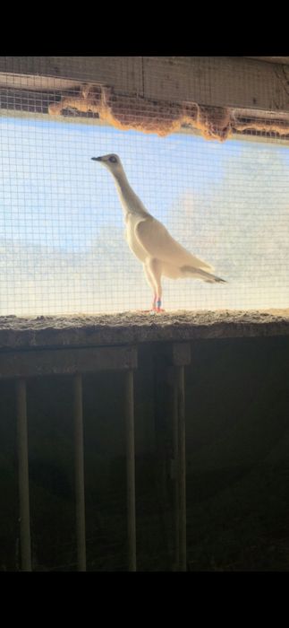 Srebrniak 2025 samiec wysyłam