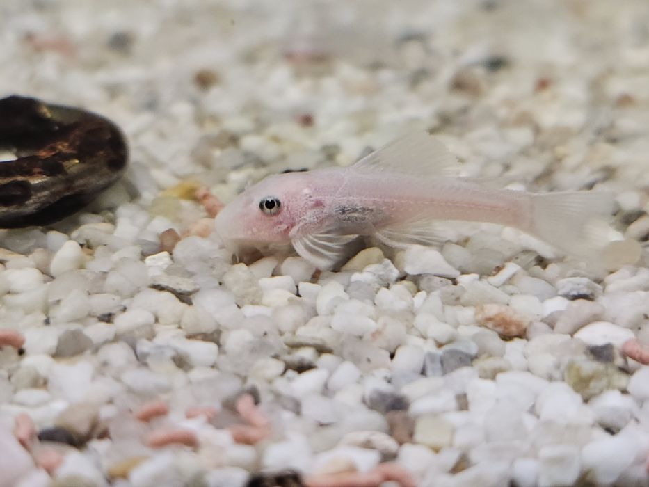 Ancistrus snow white młode