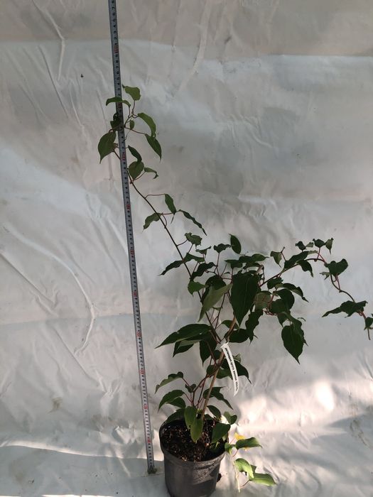 Актинидия 3 річна. Червоні та зелені плоди)