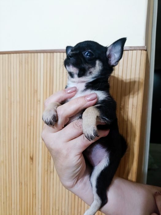 Тримісячні чіхуахуа,3 виводки