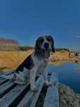 Oddam suczkę rasy Beagle