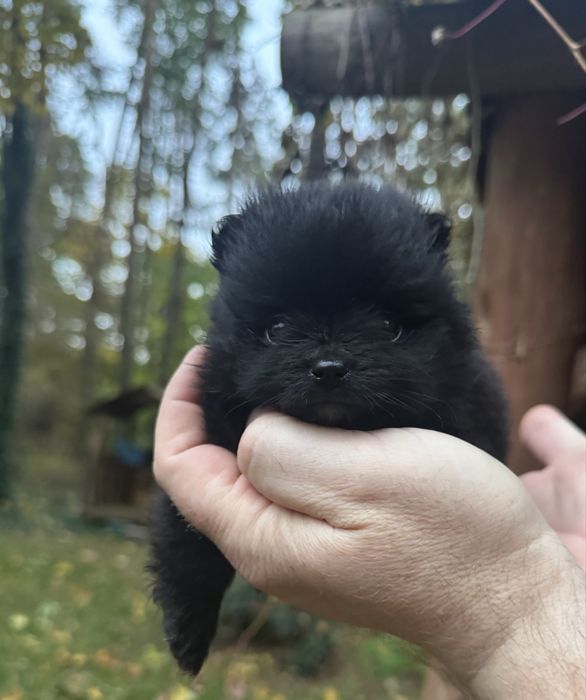 Szpic miniaturowy piesek czarny