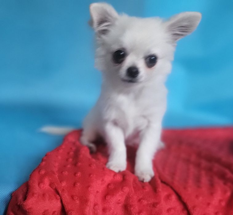 Chihuahua piesek sprzedam