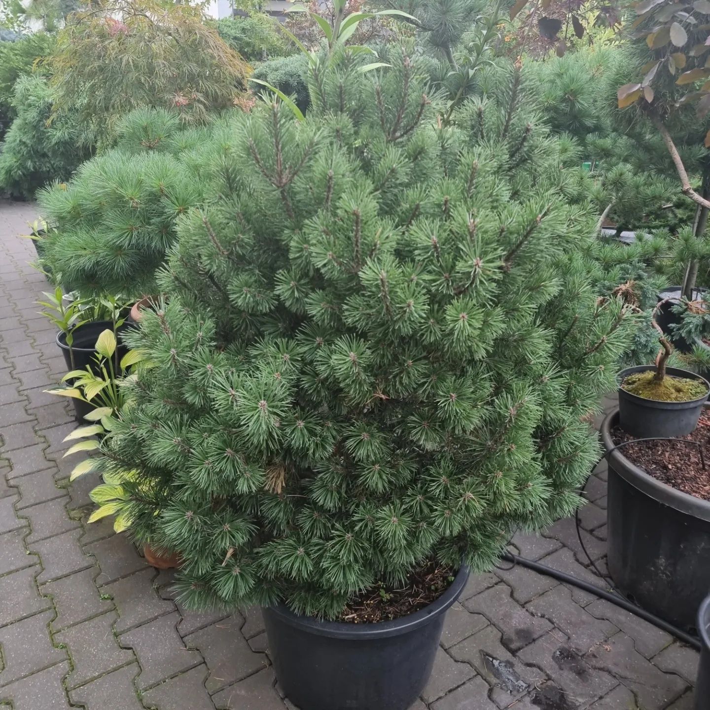 Krzewy ozdobne formowane Niwaki BONSAI Drzewa Sosny Świerki Jodły