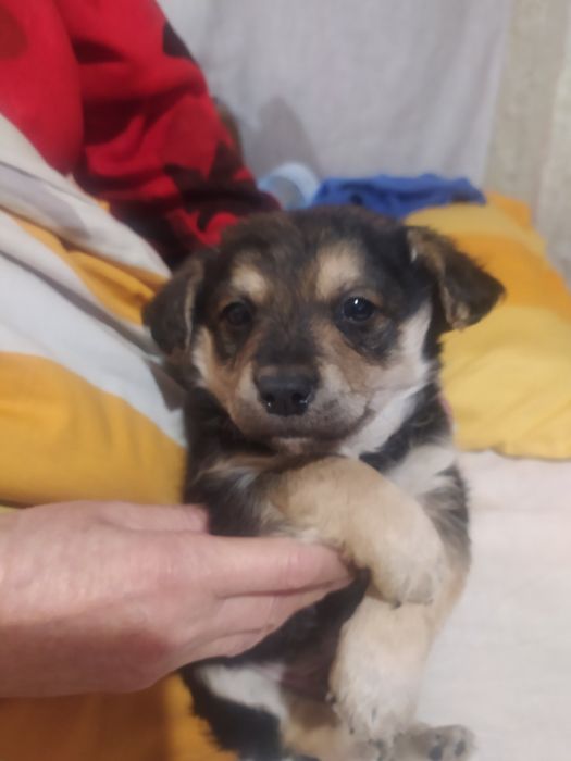 Віддам в добрі руки два песика