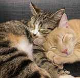 2 gatos para adopção