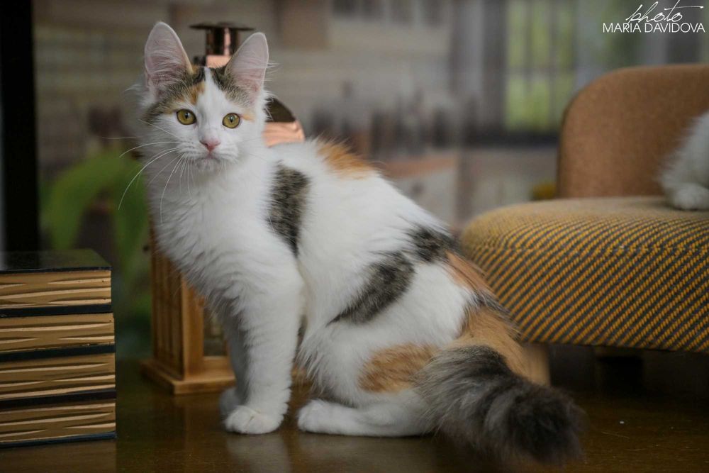 Черепаховая кошечка 4 мес — привита, знает лоток, ласковая