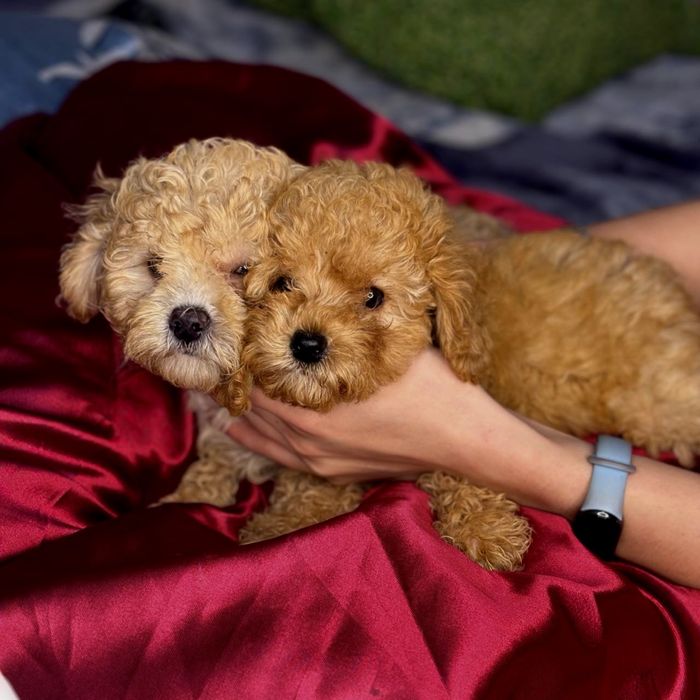 Продам мальтипу мальчика премиум класса