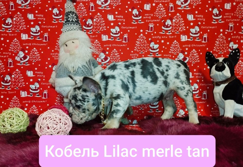 Обалденный кобелей Лилак мерле тан. Доставка по всему Миру.