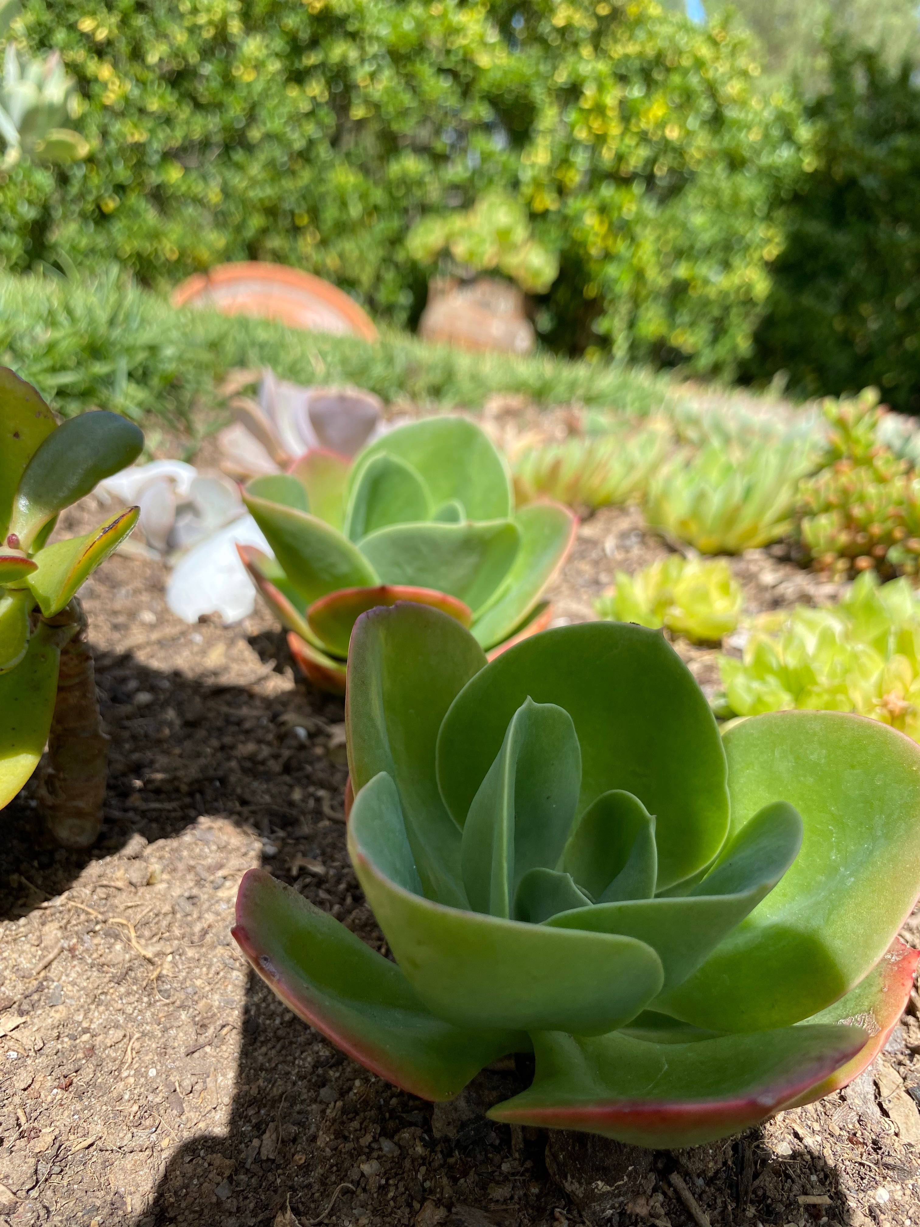 Suculenta mandala
