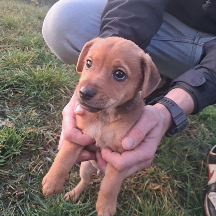 Oddam pieska w dobre rece