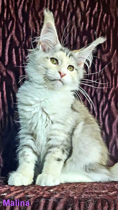 Шикарные котята из питомника