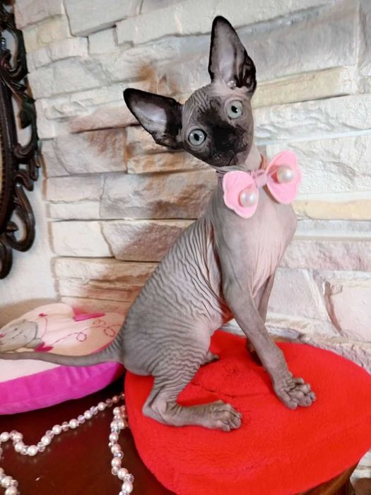 Продаються дуже гарні кошенята - канадські сфінкси .