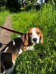 Beagle, suczka (Kleszczów lub Katowice)