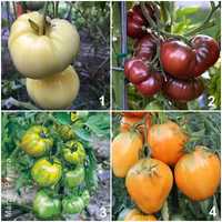8 Variedades Raras de Tomates - Sementes